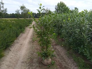 25x Laurier Prunus laurocerasus ‘Novita’ 150 tot 175 centimeter (exclu
